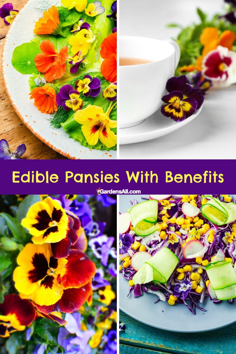 Are Pansies Edible Flowers for Humans And Pets? GardensAll