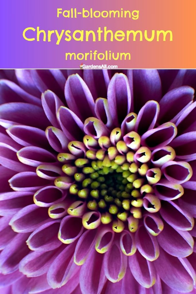 Fall-blooming Chrysanthemum morifolium