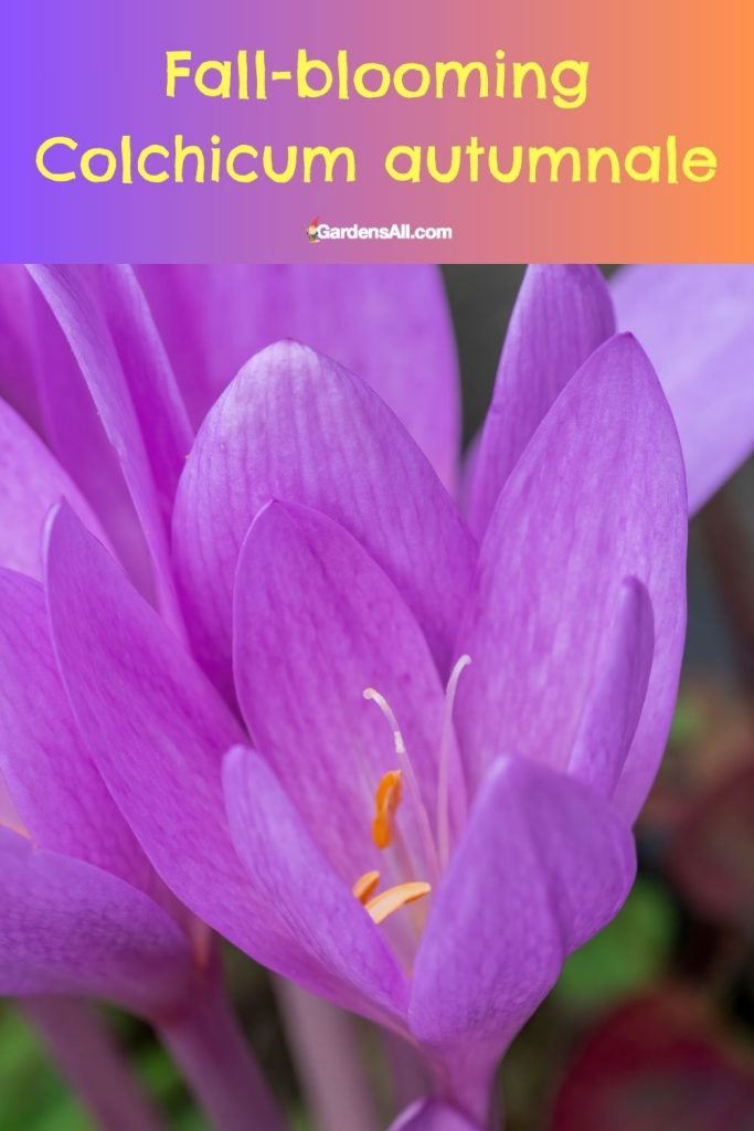 Fall-blooming Colchicum autumnale