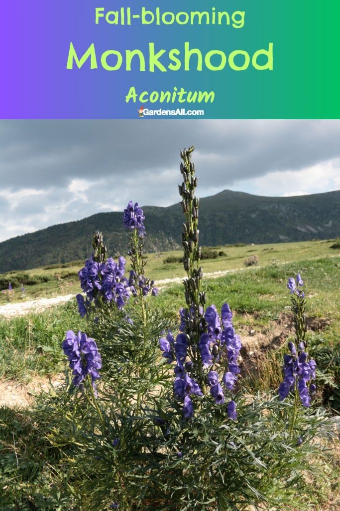 Fall-blooming Monkshood Aconitum