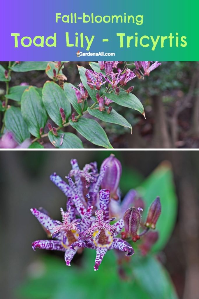Fall-blooming Toad Lily - Tricyrtis