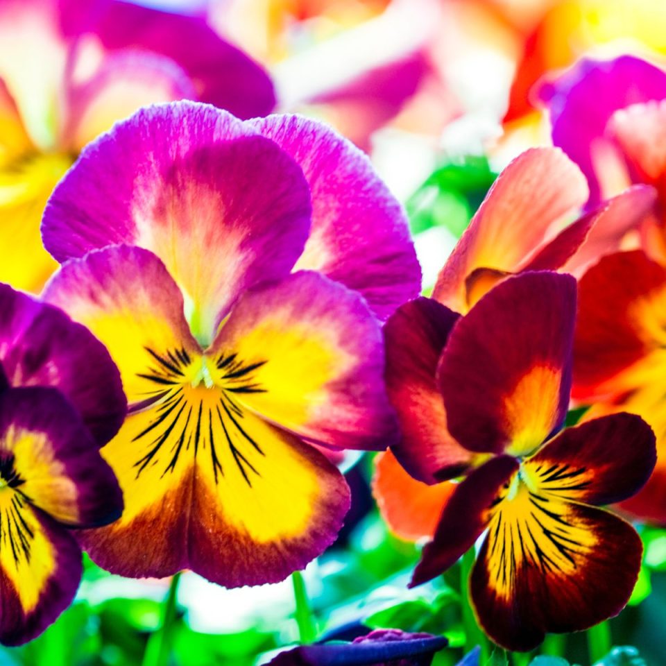 What Temperature Will Kill Pansies? Plus Pansy Temperature Tolerance