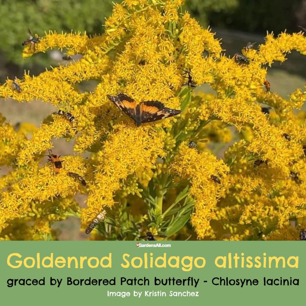 Goldenrod Solidago altissima graced by Bordered Patch butterfly - Chlosyne lacinia Image by Kristin Sanchez