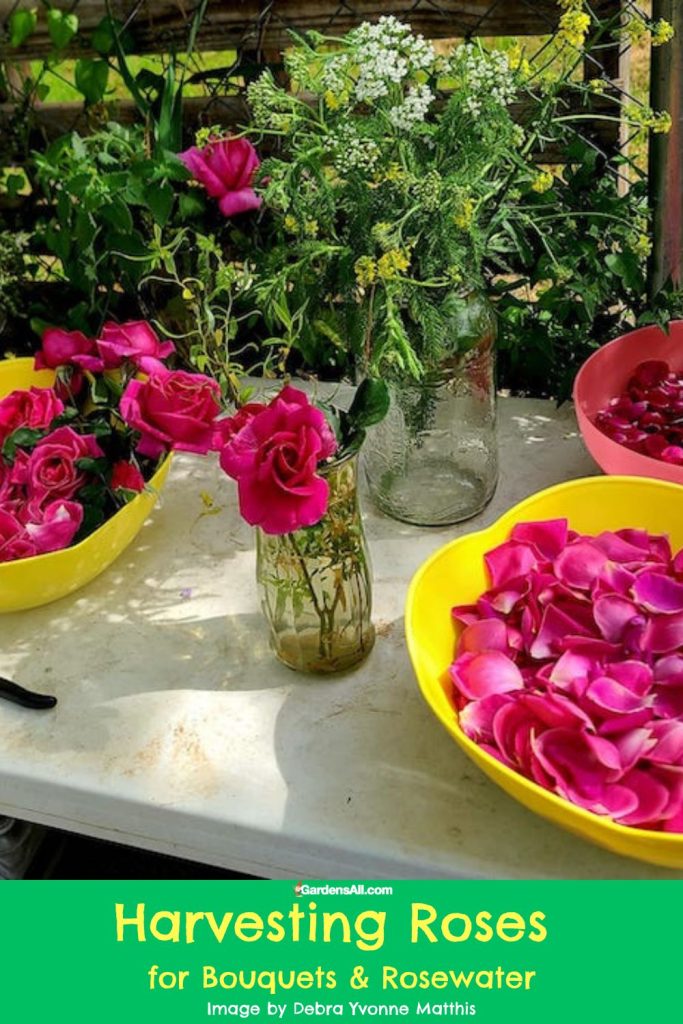 Harvesting Roses for Bouquets & Rosewater Image by Debra Yvonne Matthis