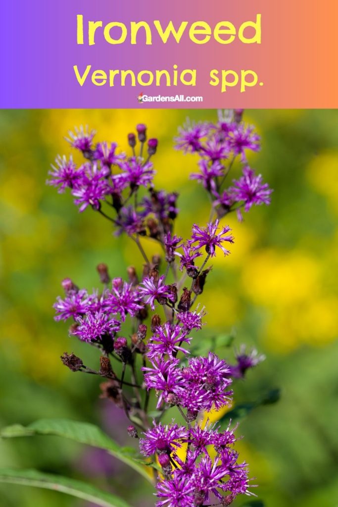 Ironweed Vernonia spp