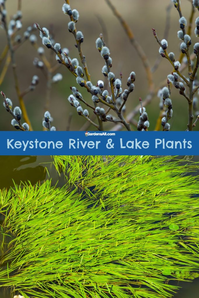 Keystone River & Lake Plants Include Willow & Eelgrass