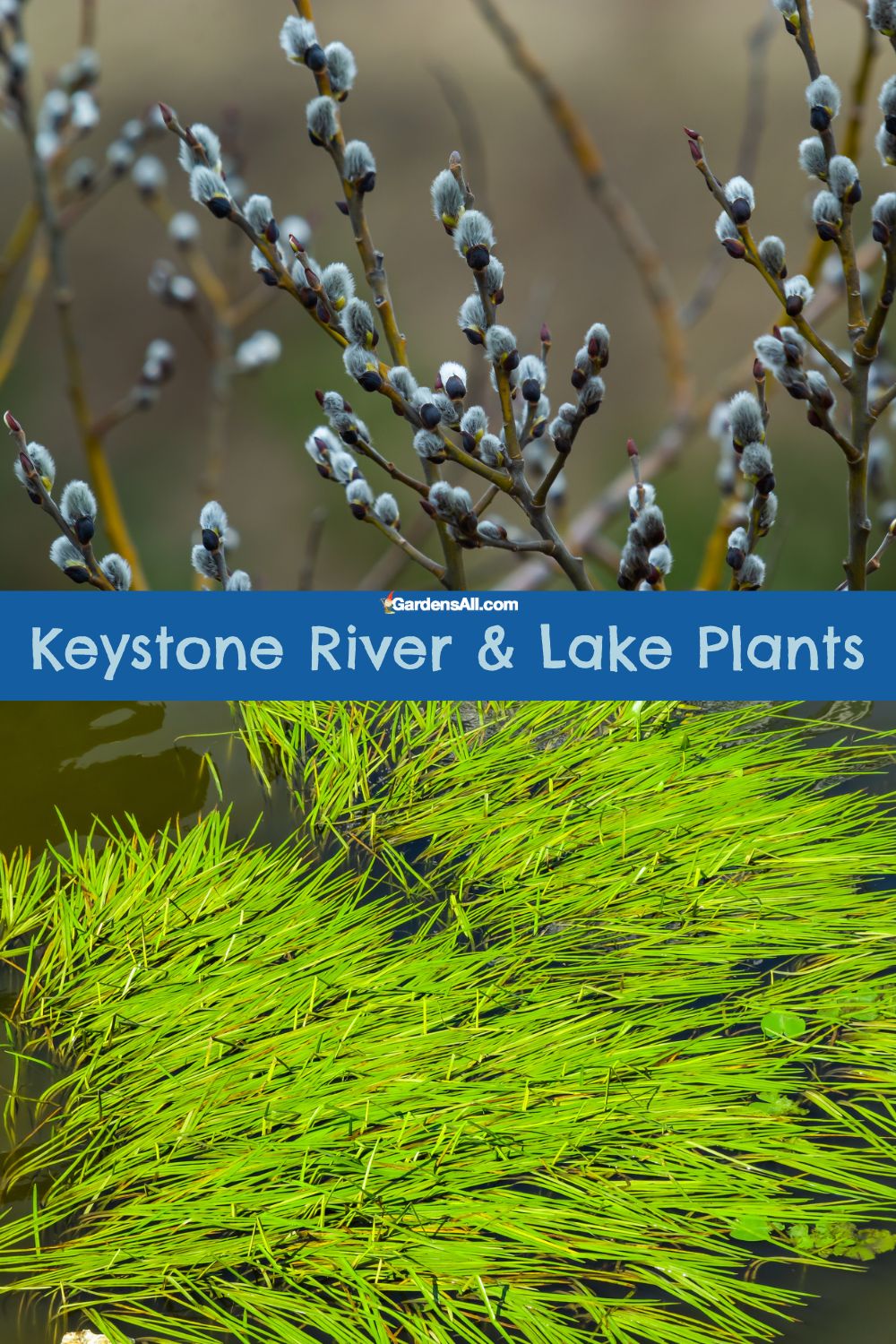 Some Keystone Plants and Wildflowers to Know and Grow GardensAll