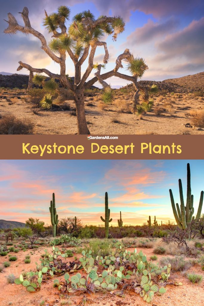 Keystone Desert Plants Include Joshua Tree & Saguaro Cactus