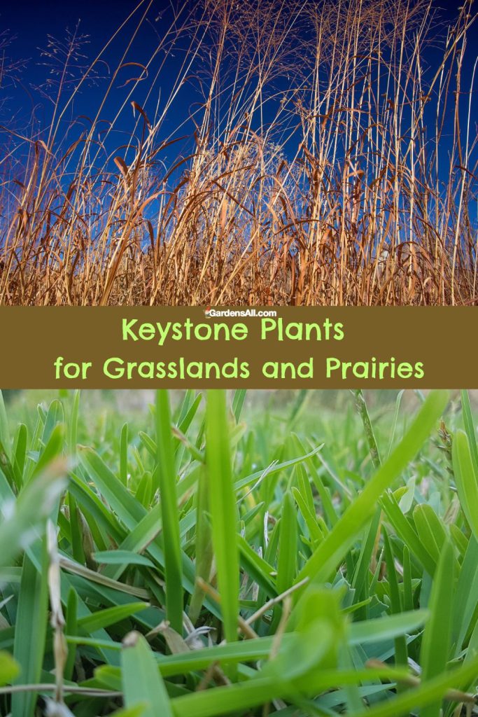 Keystone Plants for Grasslands & Prairies Include Big Bluestem & Buffalo Grass