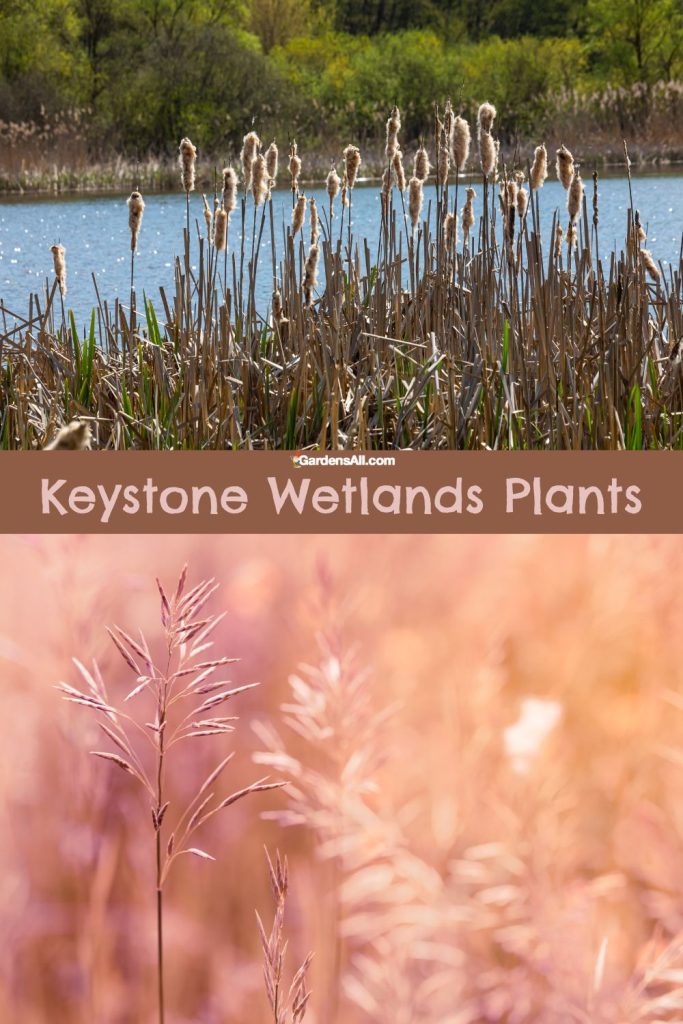 Keystone Plants for Wetlands Include Cattail & Spartina