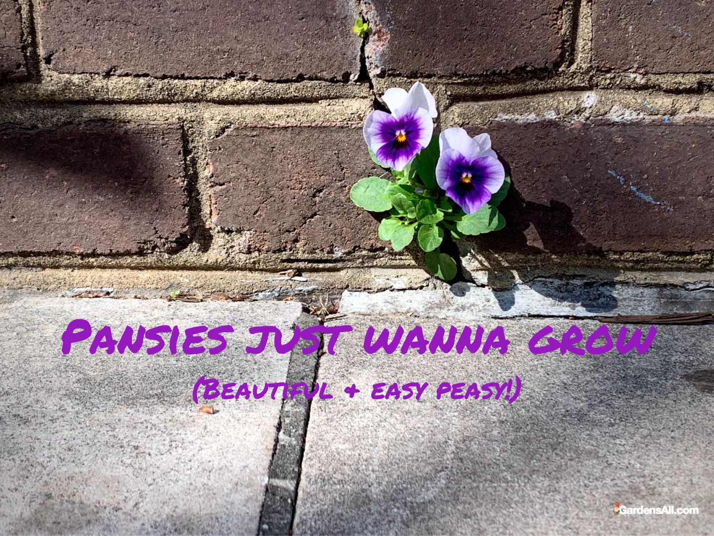 Growing Pansies in Pots All You Need to Know GardensAll