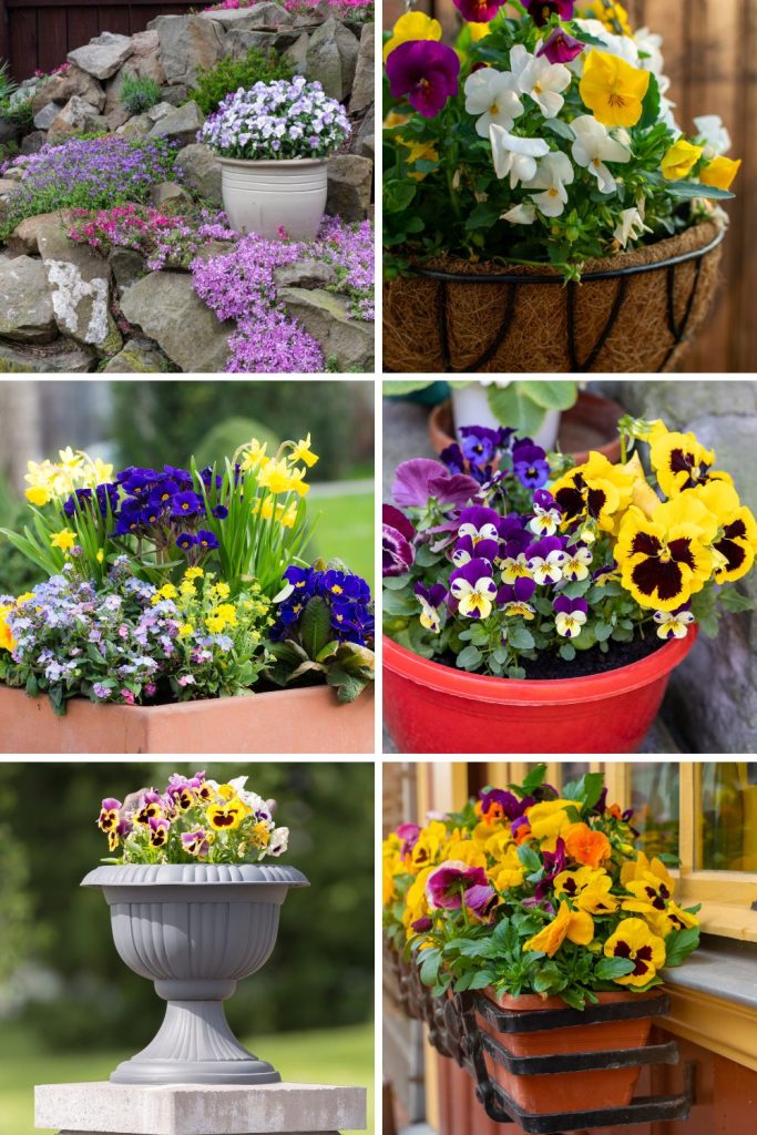 beautiful ideas for Growing Pansies in pots