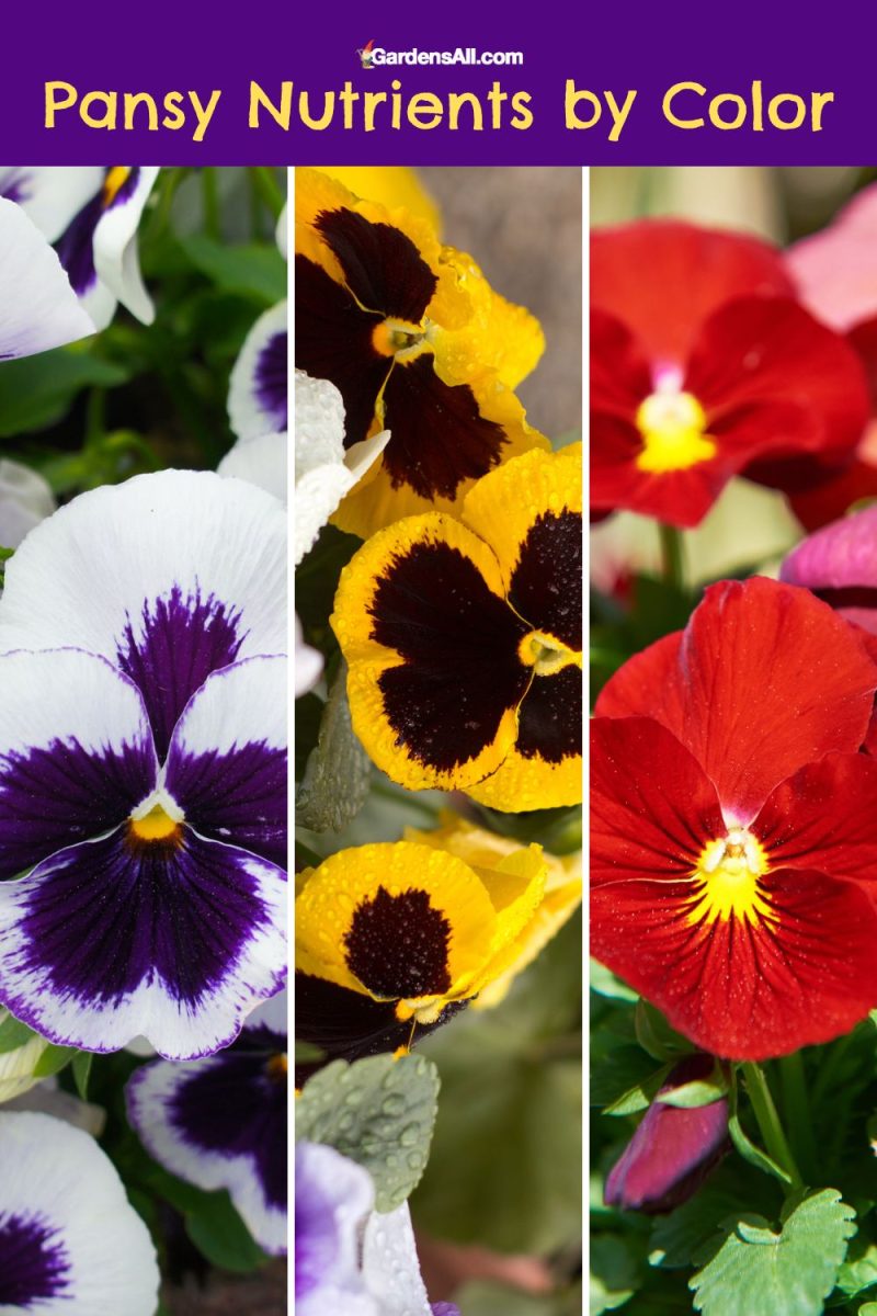 Are Pansies Edible Flowers for Humans And Pets? GardensAll