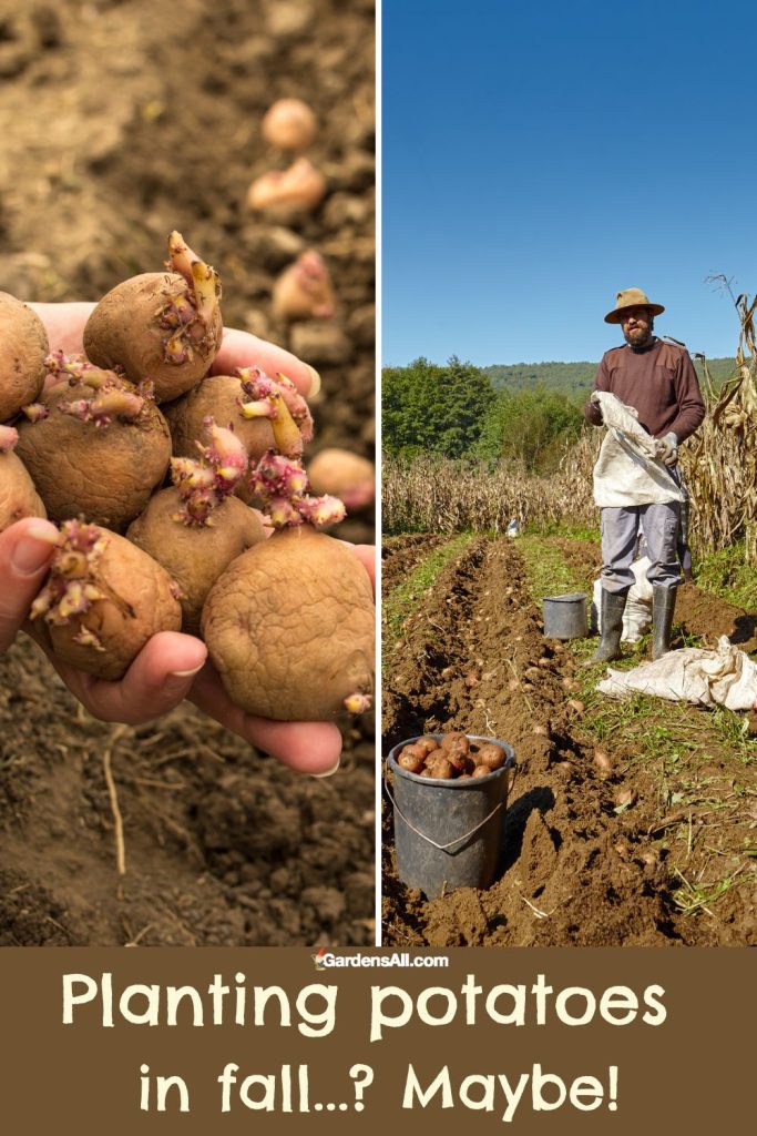 Planting potatoes in fall...? Maybe!