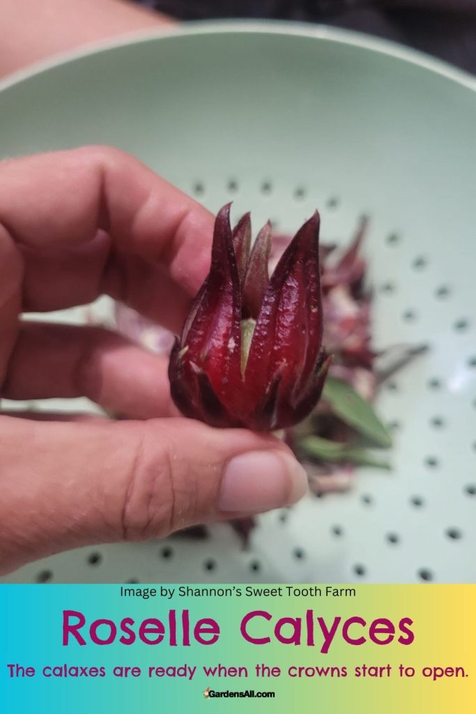 Roselle Calyces The calaxes are ready when the crowns start to open