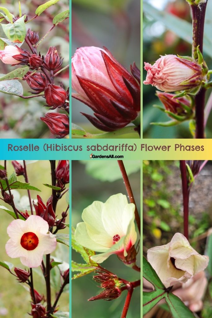 Roselle (Hibiscus sabdariffa) Flower Phases