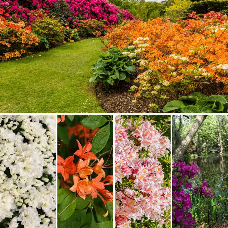 Summer Blooming Azaleas: Extend the Delight