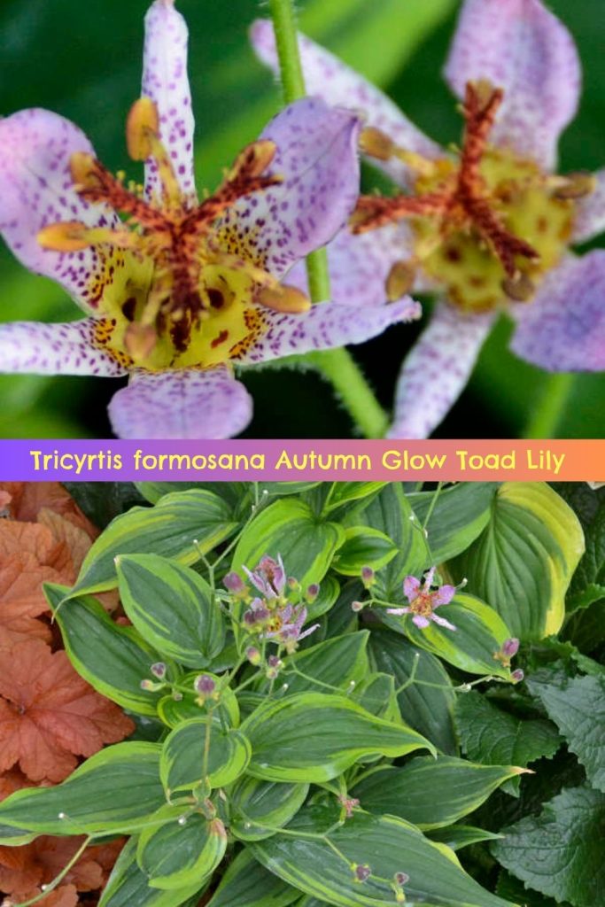 Tricyrtis formosana 'Autumn Glow' Toad Lily