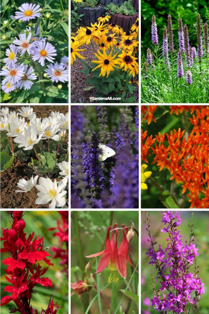 Some US Keystone Wildflowers Plants (alphabetically, A-F)