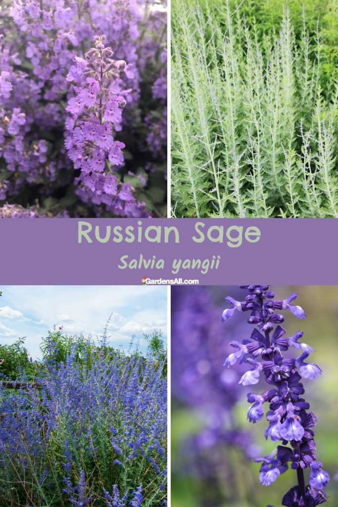 Growth Stages of Russian Sage, Salvia yangii