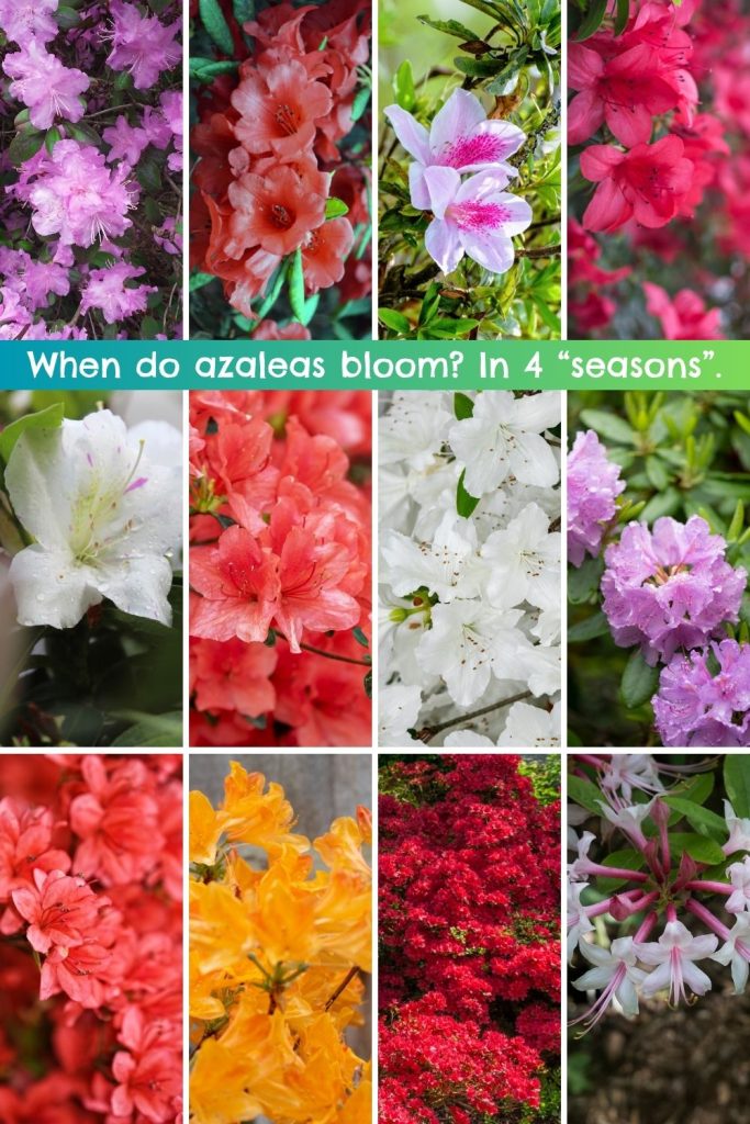 When do azaleas bloom? In 4 “seasons”.
