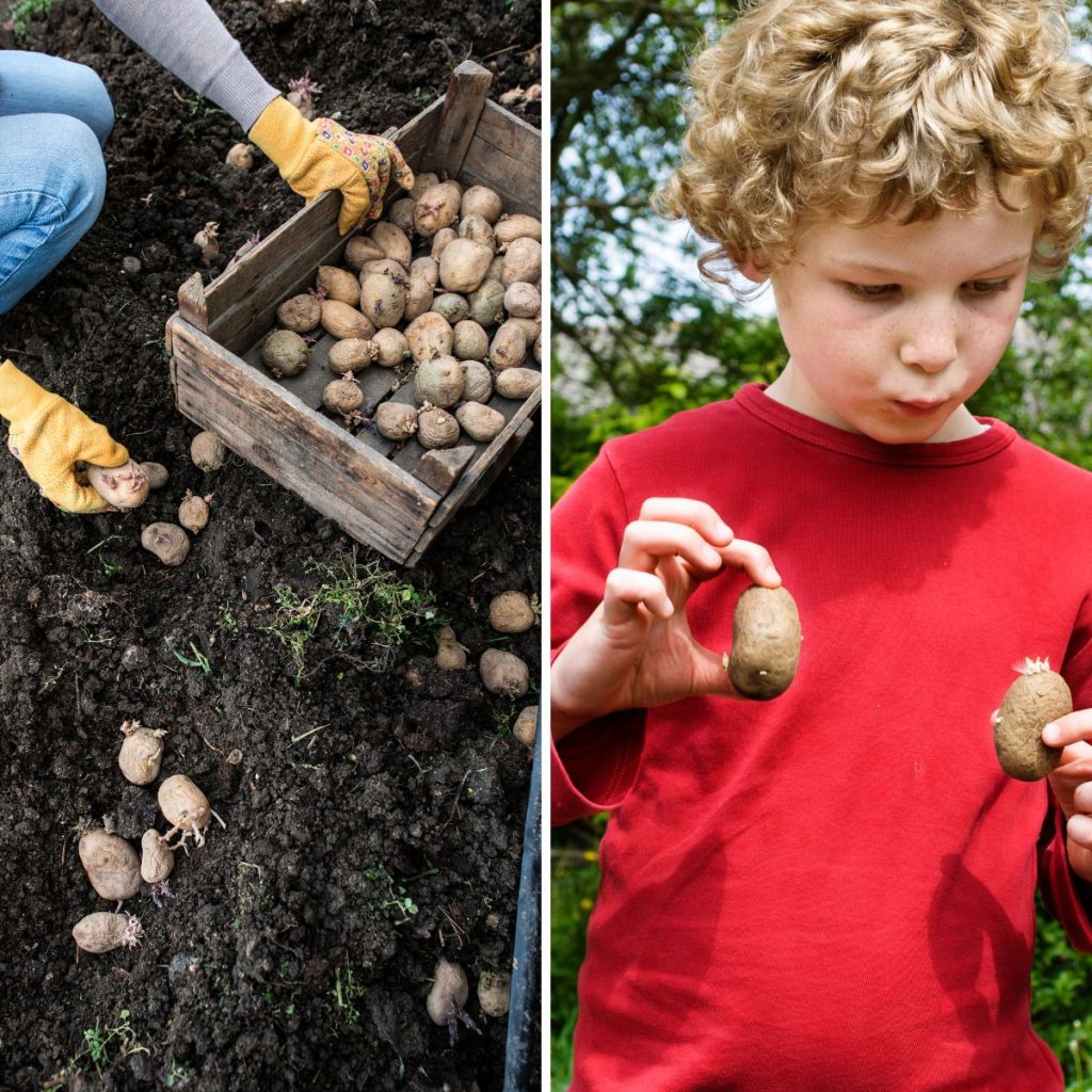 When to Plant Potatoes by Hardiness Zones and States GardensAll