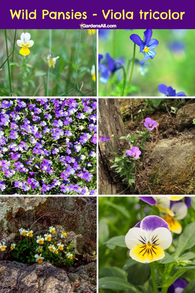 Wild Pansies Viola tricolor in natural settings.