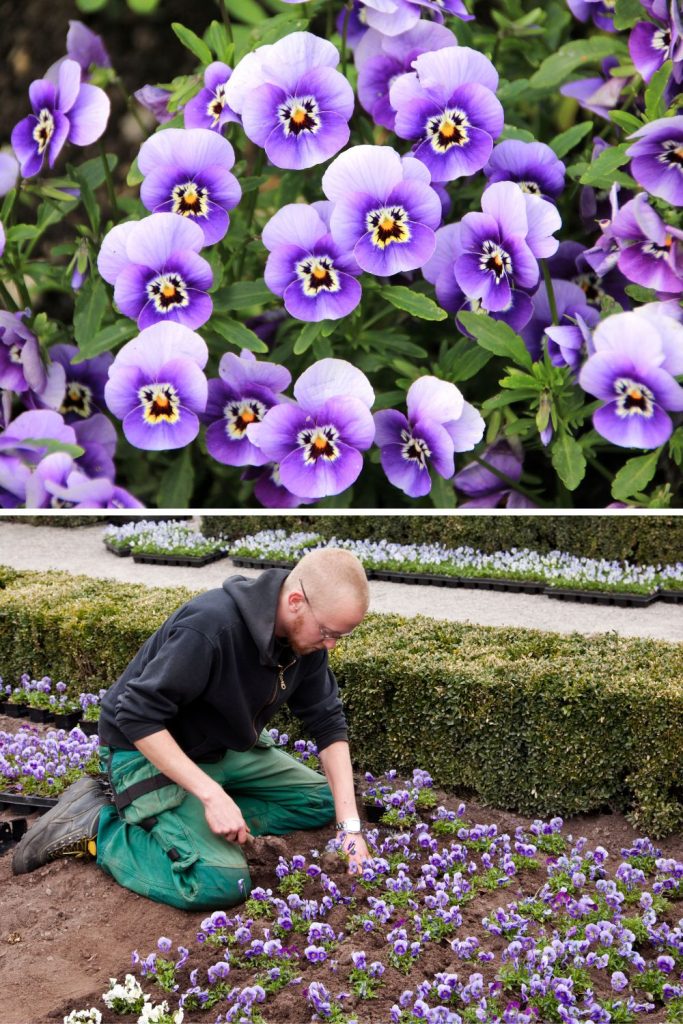 Man gardener planting pansies.