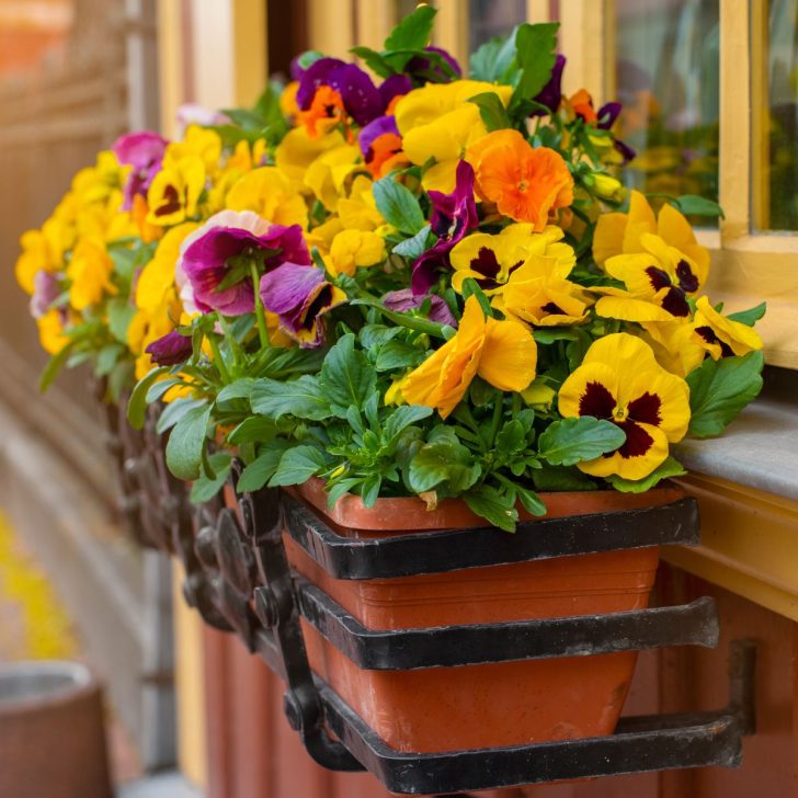 growing pansies in pots - orange yellow Pansies in window pot