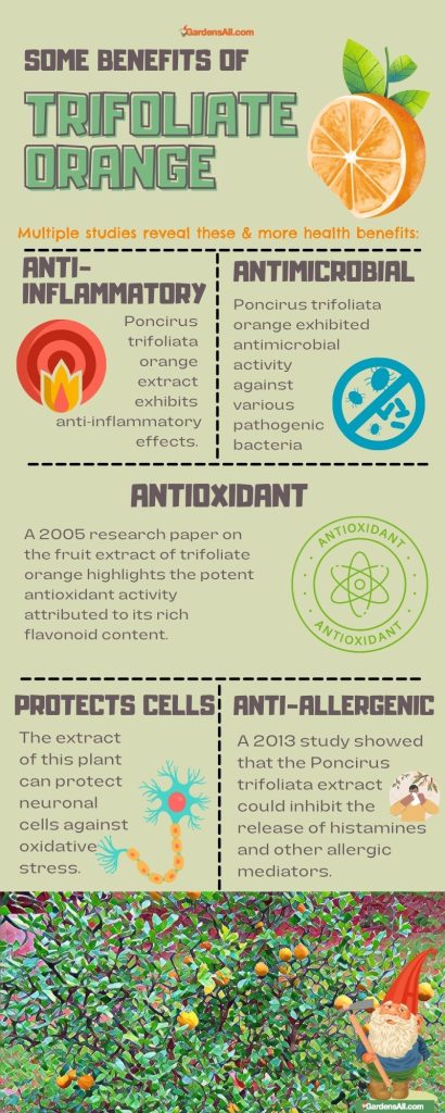 Some benefits of Trifoliate orange infographic.