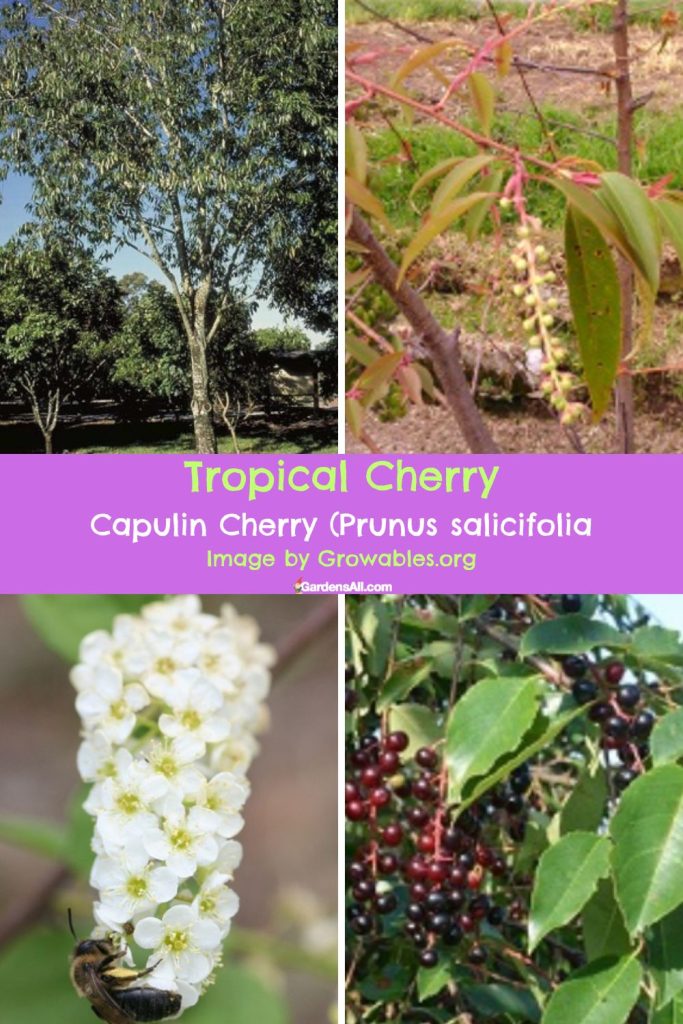 Tropical Cherry - Capulin Cherry (Prunus salicifolia)
Images by Growables.org