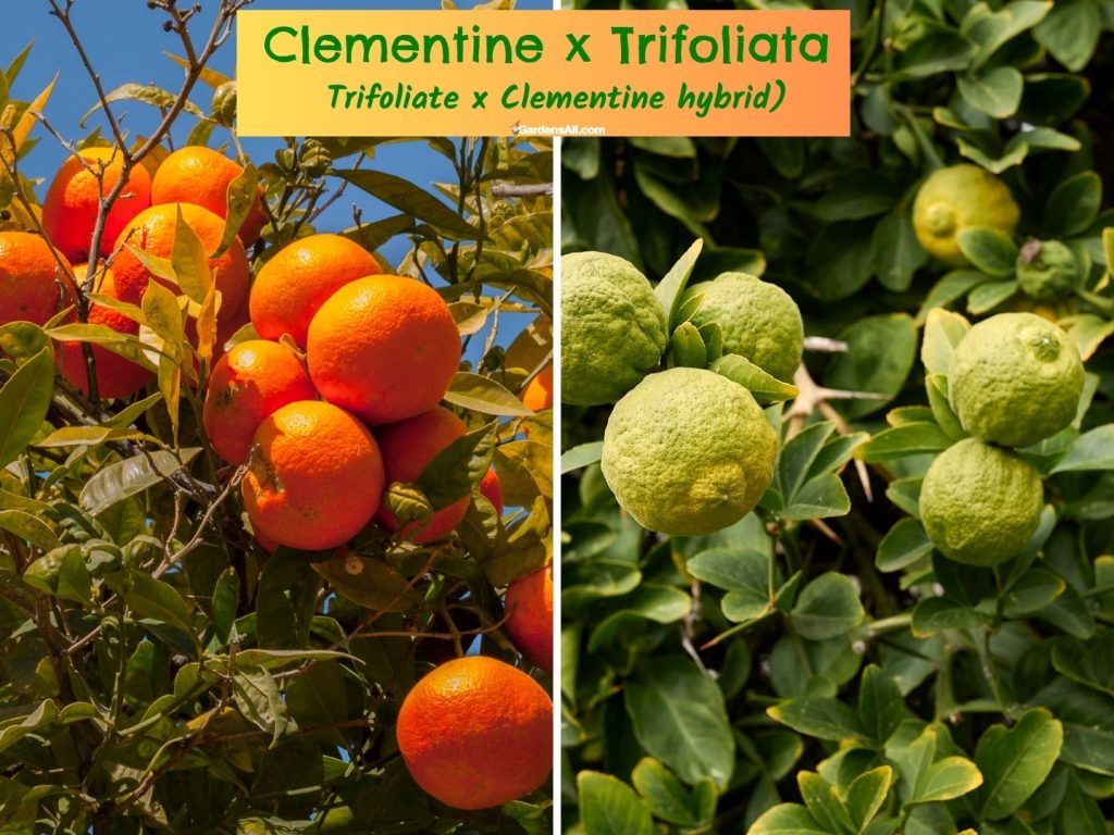 Clementine (Trifoliate x Clementine) hybrid