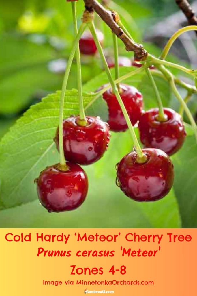 Cold Hardy ‘Meteor’ Cherry Tree Prunus cerasus 'Meteor' Zones 4-8 Image via MinnetonkaOrchards.com