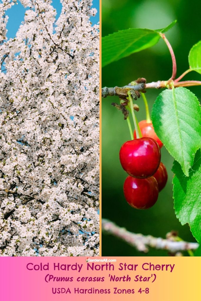 Cold Hardy North Star Cherry (Prunus cerasus 'North Star'), Hardiness Zones 4-8