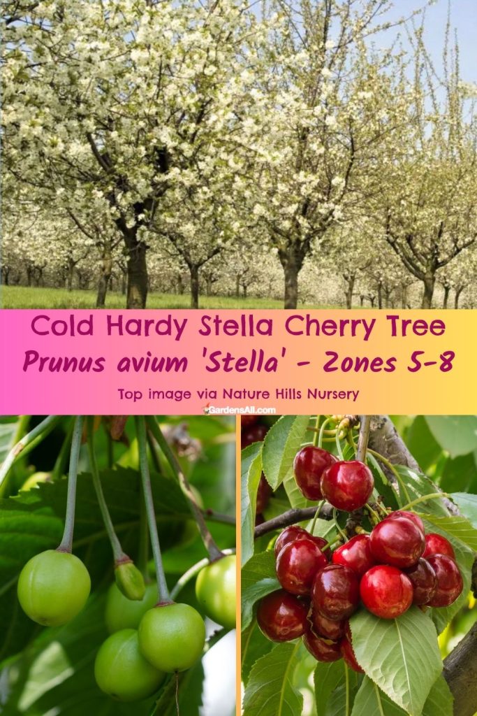 Cold Hardy Stella Cherry Tree Prunus avium 'Stella' - Zones 4-9 Image via Nature Hills Nursery