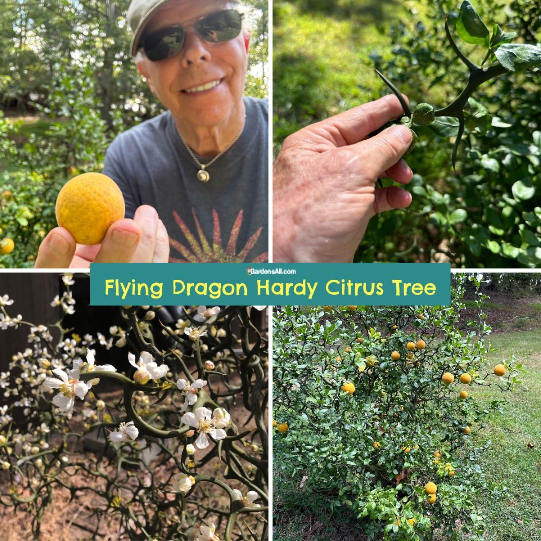 Trifoliate Orange Plant a Cold Hardy Citrus Called Flying Dragon
