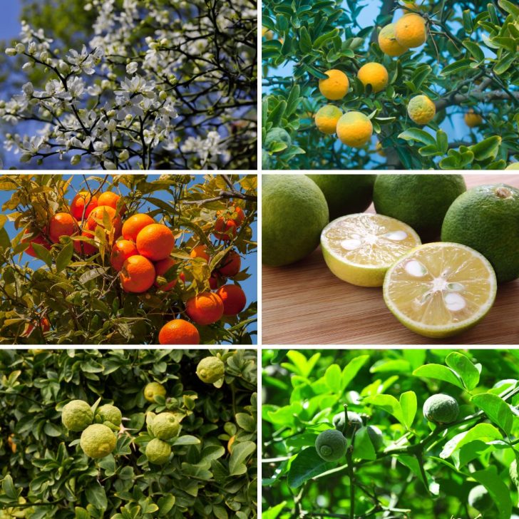 Hardy Citrus Plants-6grid