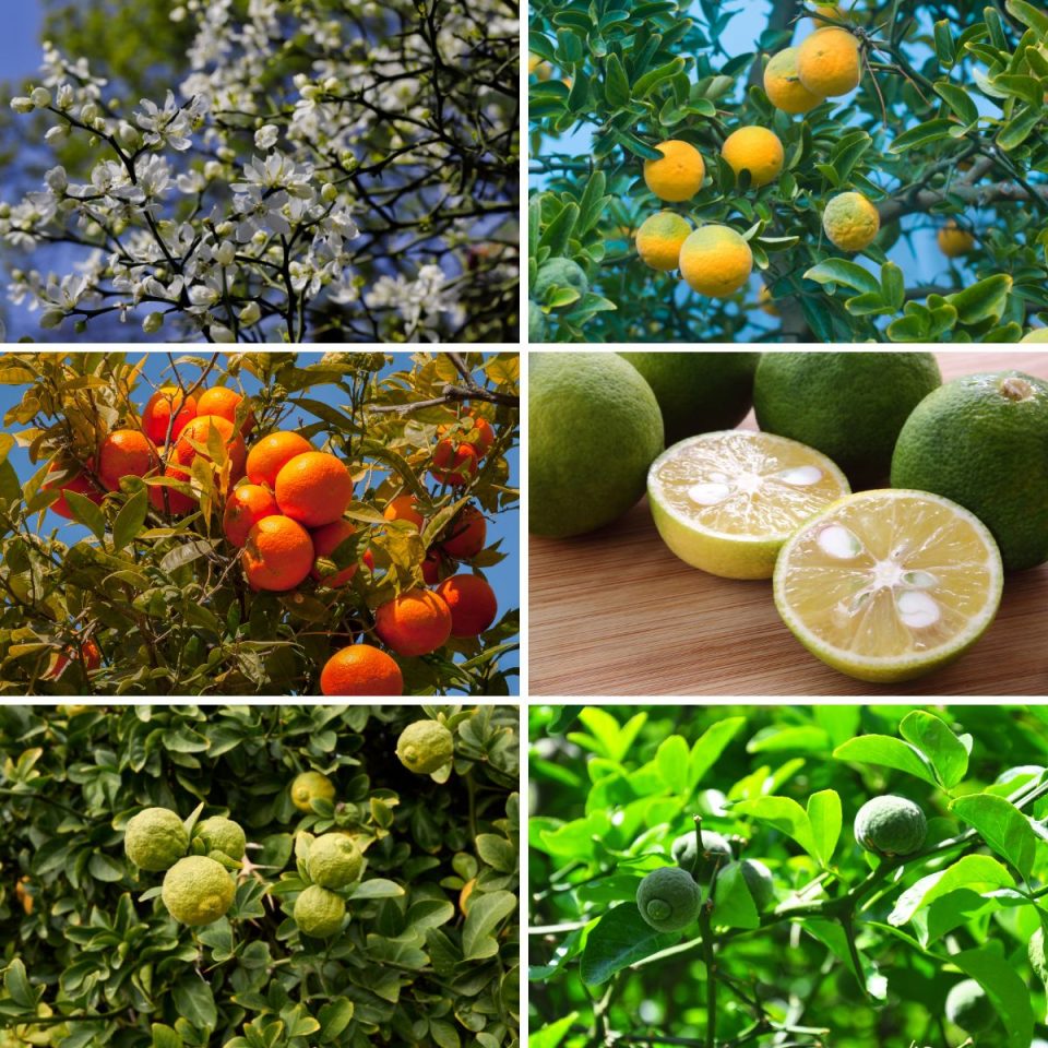ColdHardy Citrus Plants Varieties, And Where They Grow GardensAll