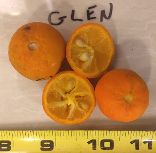 Hardy Citrus Plant: Glen Citrangedin (Citroncirus x Citrangedin). Image via HardyCitrusBlogspot.com