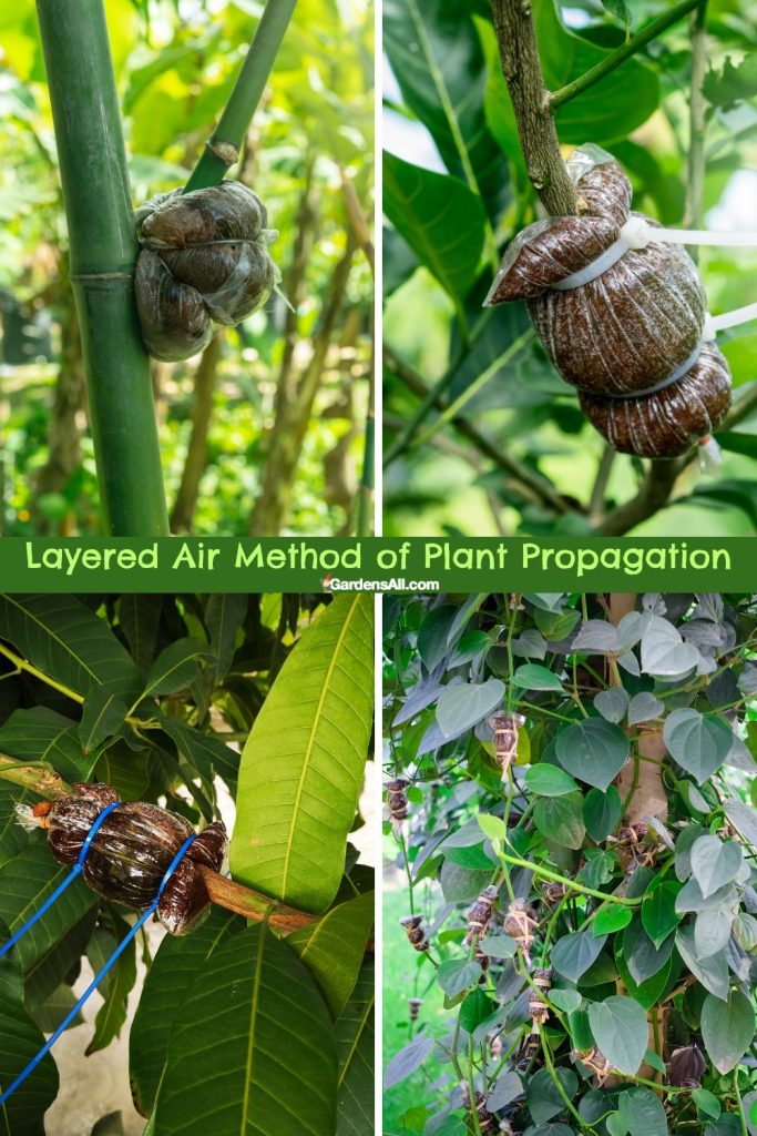 Layered Air Method of Plant Propagation