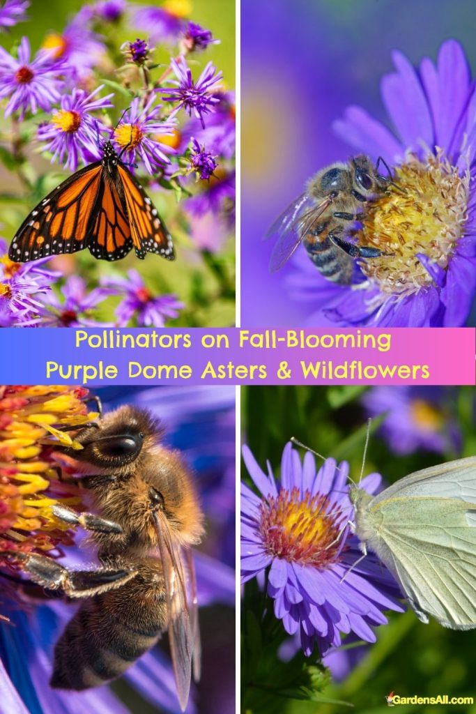 Pollinators on Fall-Blooming  Purple Asters