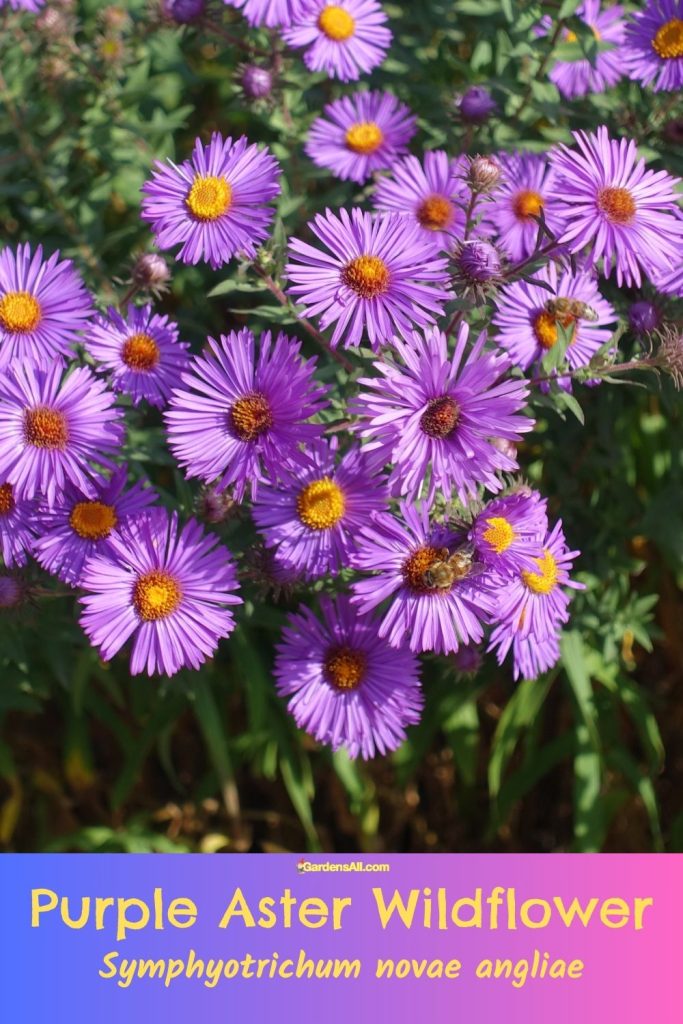 Purple Aster Wildflower - Symphyotrichum novae angliae in meadow