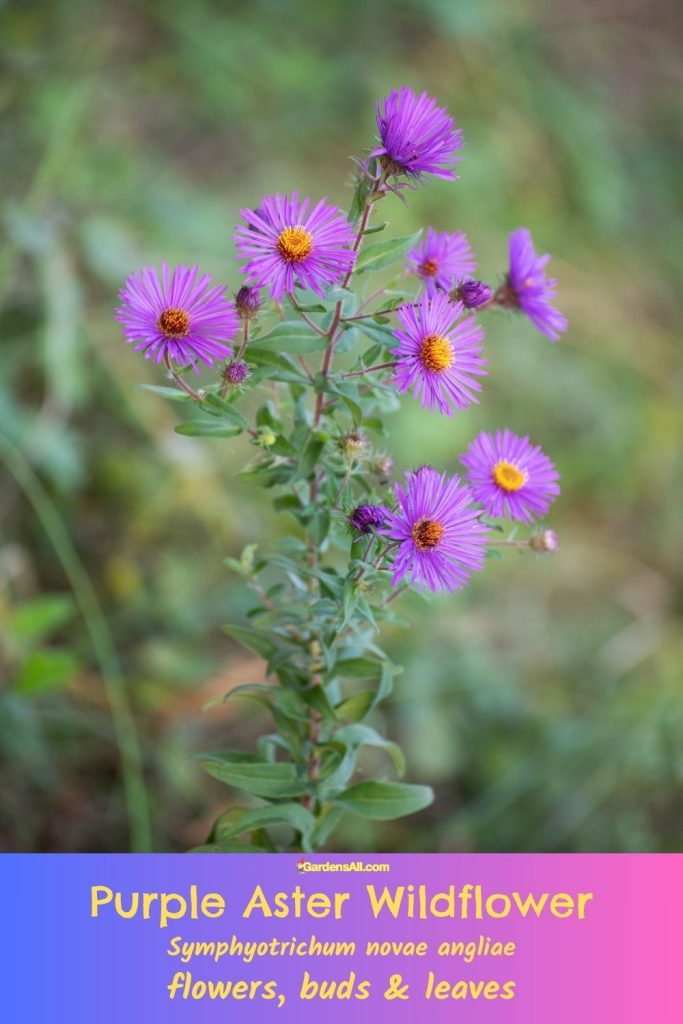 Purple Aster Wildflower Symphyotrichum novae angliae plant.