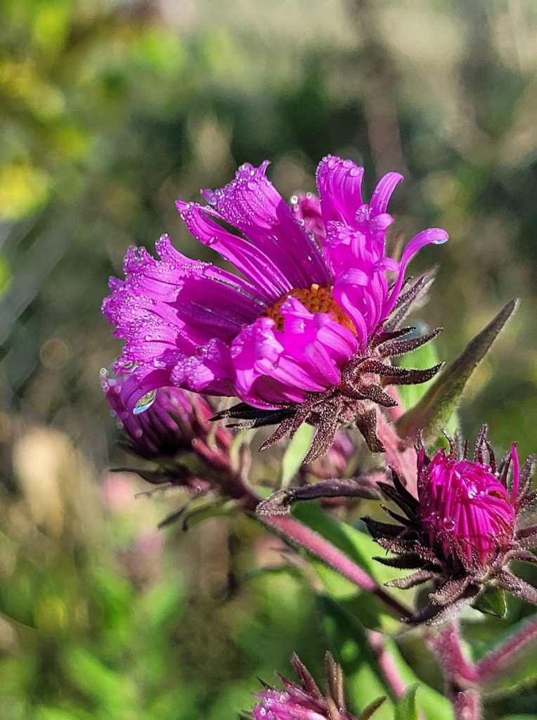 Purple Aster Wildflower, Symphyotrichum novae angliae. Image by Rachelle Zackus