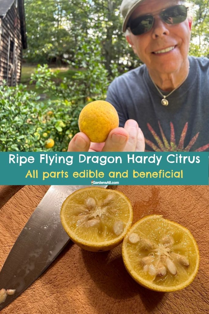 Flying Dragon Hardy Citrus Tree and Cut Fruit
