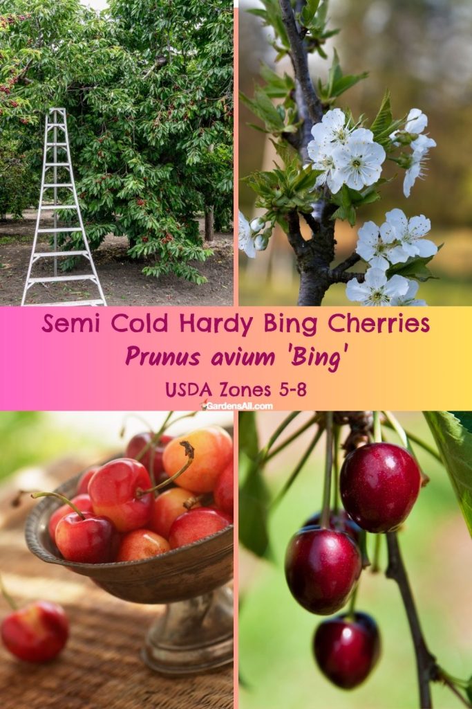 Semi Cold Hardy Bing Cherries Prunus avium 'Bing' USDA Zones 5-8