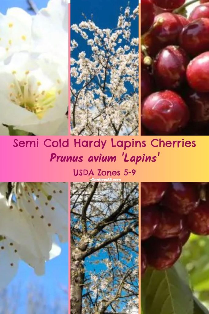 Semi Cold Hardy Lapins Cherries Prunus avium 'Lapins' USDA Zones 5-9