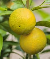 Swingle, (Citrus paradisi X Poncirus trifoliata). Image via TalbotNurseryAndPoultry.com