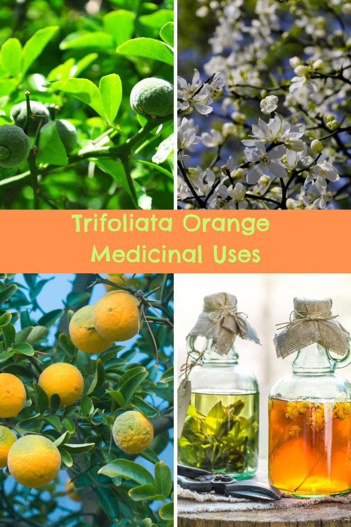 Trifoliata Orange Medicinal Uses