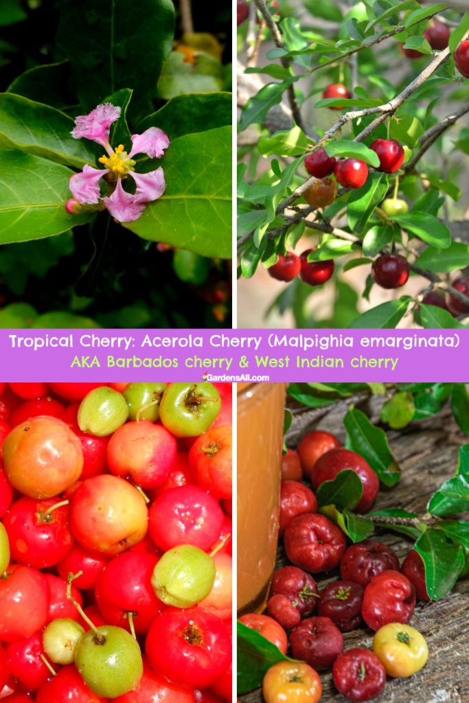 Tropical Cherry Acerola Cherry Malpighia emarginata
